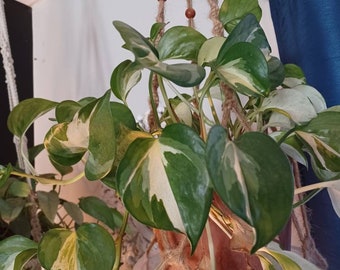 N'joy Pothos - 4" Unrooted Cutting for Water Propagation - Free Shipping! - SHIPS IN SPRING!