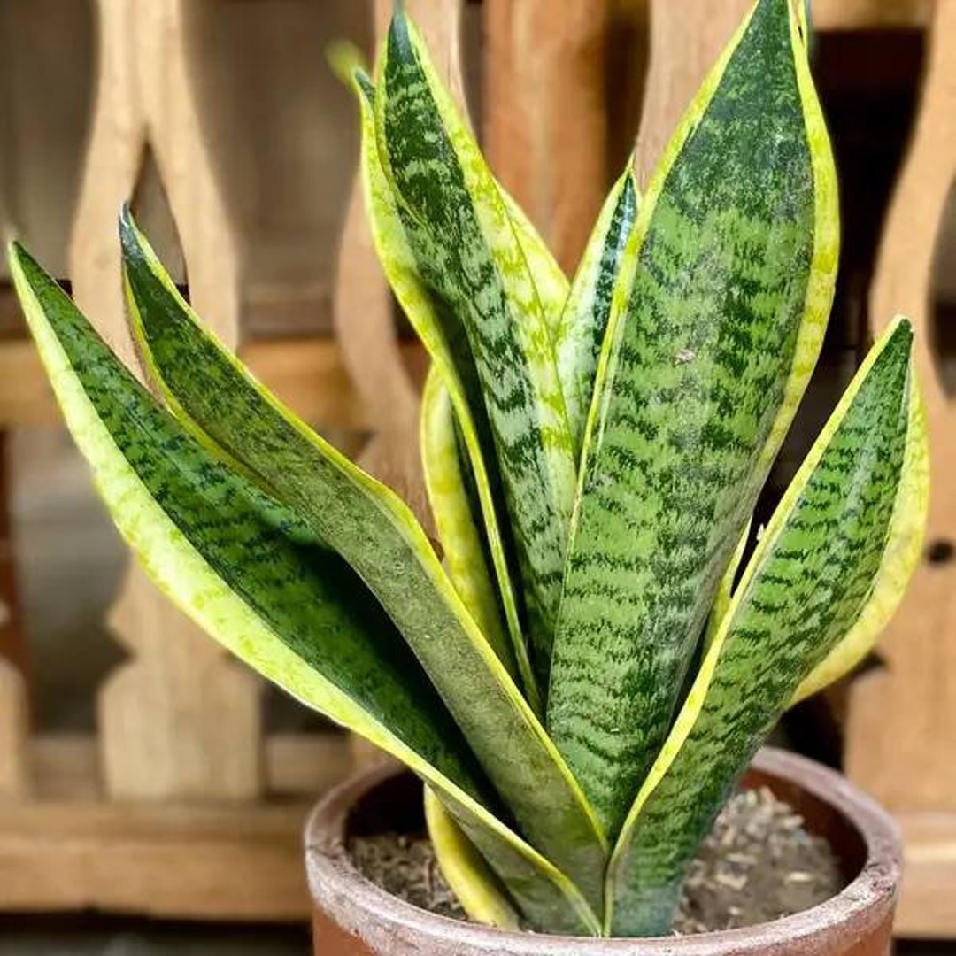 Live Snake Plant Sansevieria Trifasciata Live Rooted Plant 3 Pot Free