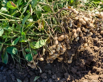 10 graines de cacahuètes géantes de Virginie - Faites pousser vos propres cacahuètes - Livraison gratuite !