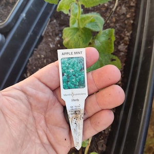 May include: A white plant label with the text "APPLE MINT" and "Mentha suaveolens" in black. The label also includes the text "Herb" and "Sp: 18-24" (45-60 cm) Ht: 45-60 cm (18-24")" in black. The label is held in a hand in front of a green apple mint plant.
