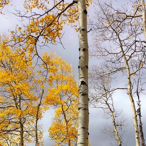 Goldene Espen von Kenosha Pass Colorado: Leinwand / Metall / Acryl Druck Wand Kunst Poster Druck
