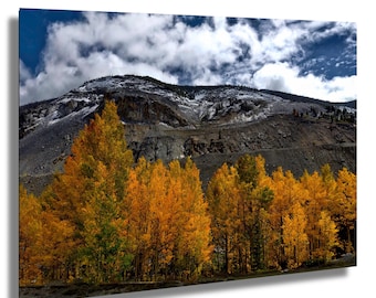 Landskapskonst med aspträd i Monarch Pass-hösten: Canvas, metall, akryltryck