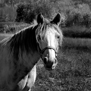 White Horse Luminance : Black & White Canvas / Metal / Acrylic Wall Art Poster Print