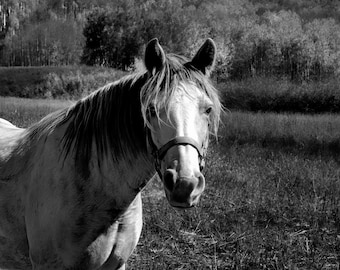 White Horse Luminance: stampa artistica su tela/metallo/acrilico in bianco e nero
