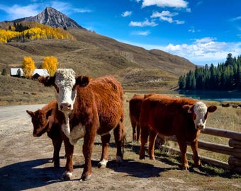 Momma Cow Stands Guard: Crested Butte Colorado Cattle Canvas / Metal / Acrylic Wall Art Print