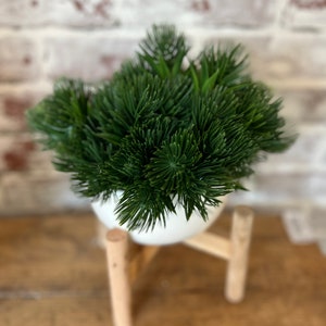 May include: A small potted green plant with a white pot and a wooden stand. The plant is on a wooden surface.