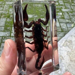 Real Scorpion In A Glass Ball, Heterometrus Cyaneus, Entomology - Foto 3