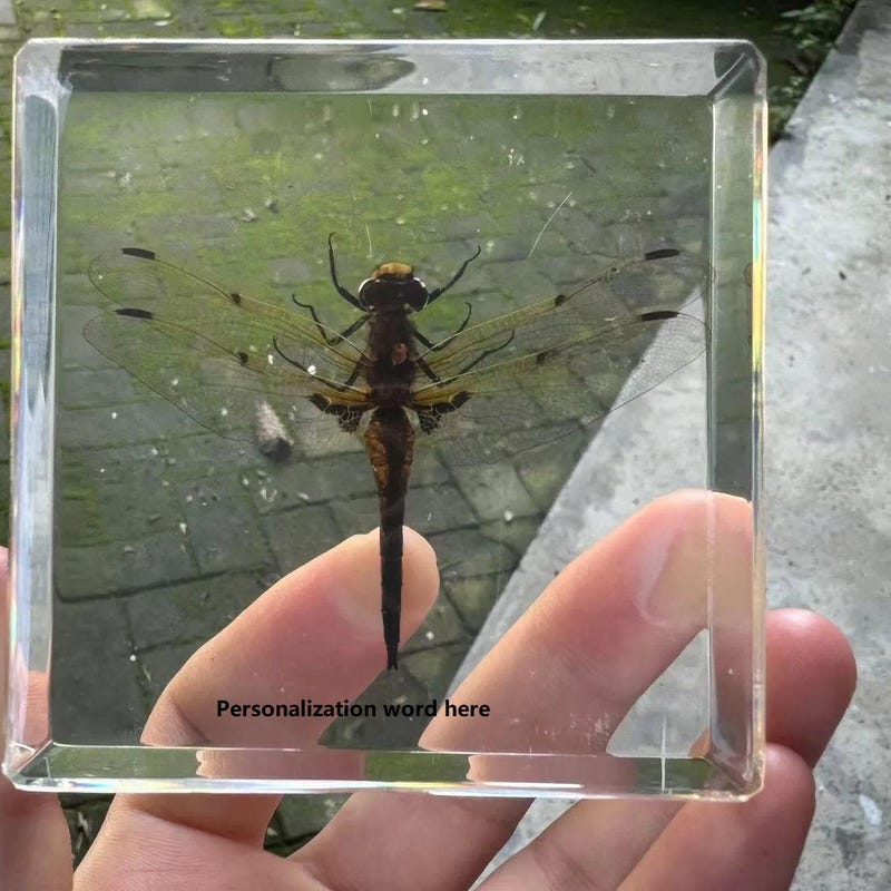 Insects in Lucite - Etsy