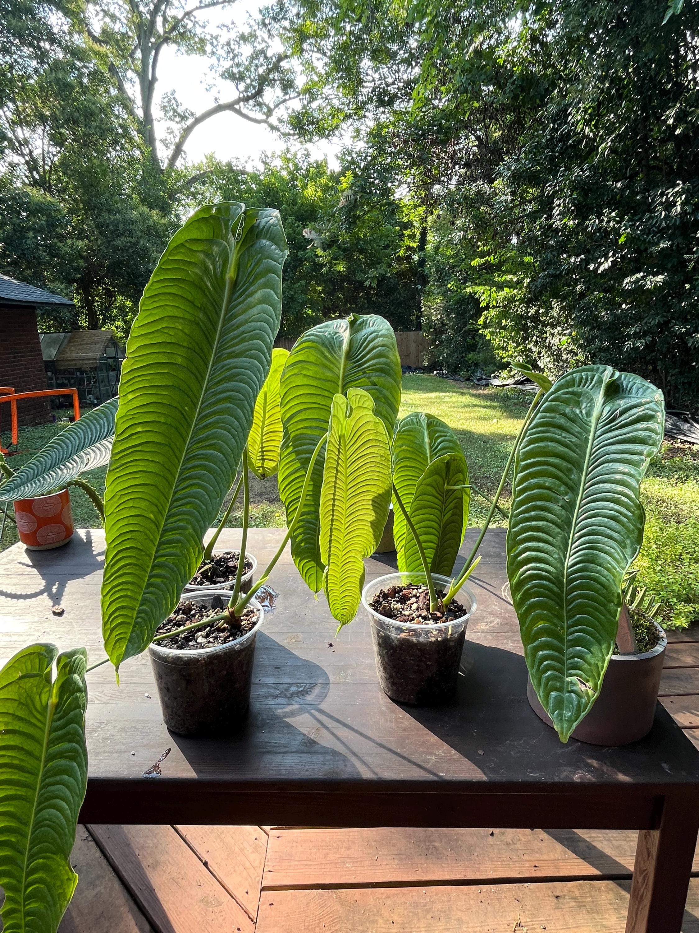 Anthurium Veitchii Super Narrow