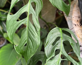 Anthurium Ecuadorensis - Etsy