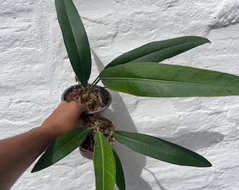 Anthurium Sp morona plantlets