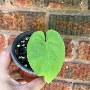 Anthurium Dressleri
