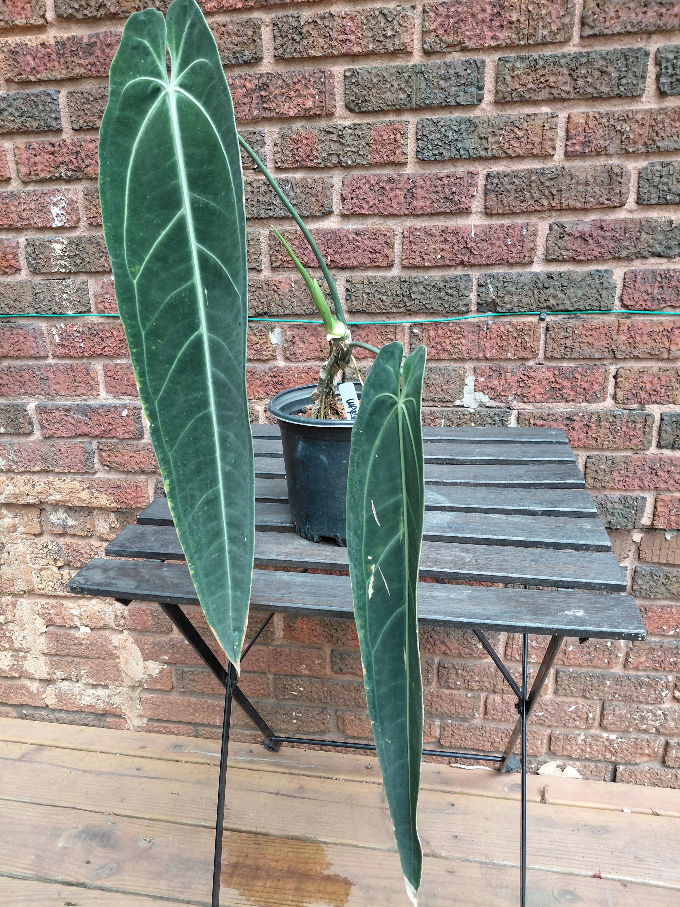 Anthurium Warocqueanum Large - Etsy