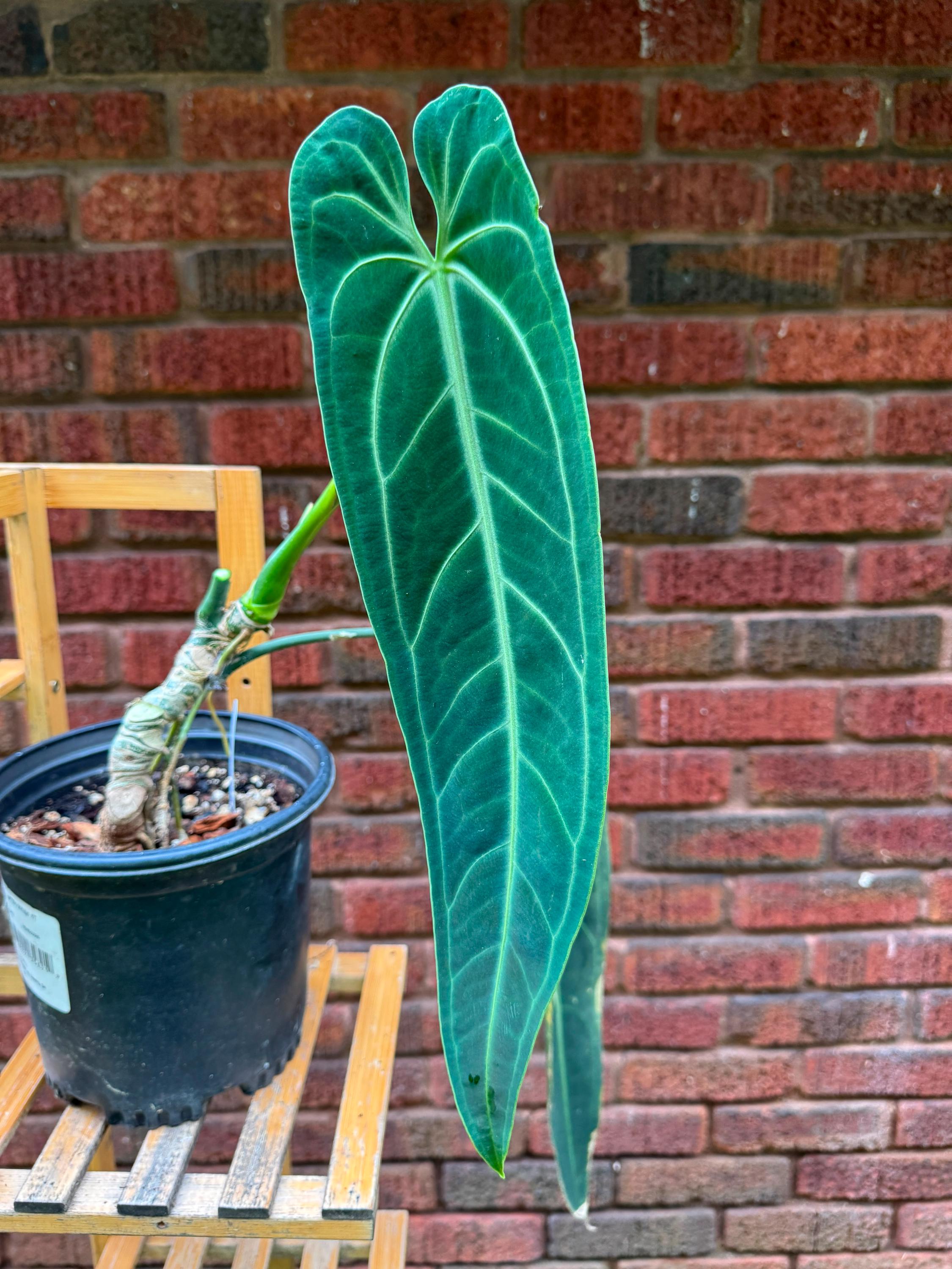 Anthurium Warocqueanum Large - Etsy