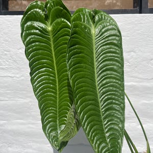 Anthurium Small narrow dark warocqueanum Anthurium モンステラ・ポトス warocqueanum Tropicals NSE - モンステラ・ポトス