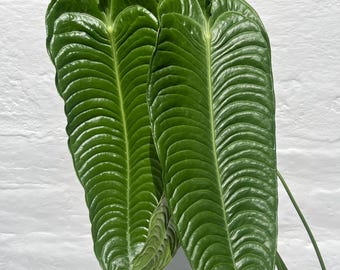 aloe vera plant cost Aloe Vera Plant for Sale | Shop Houseplants for Sale main image 1