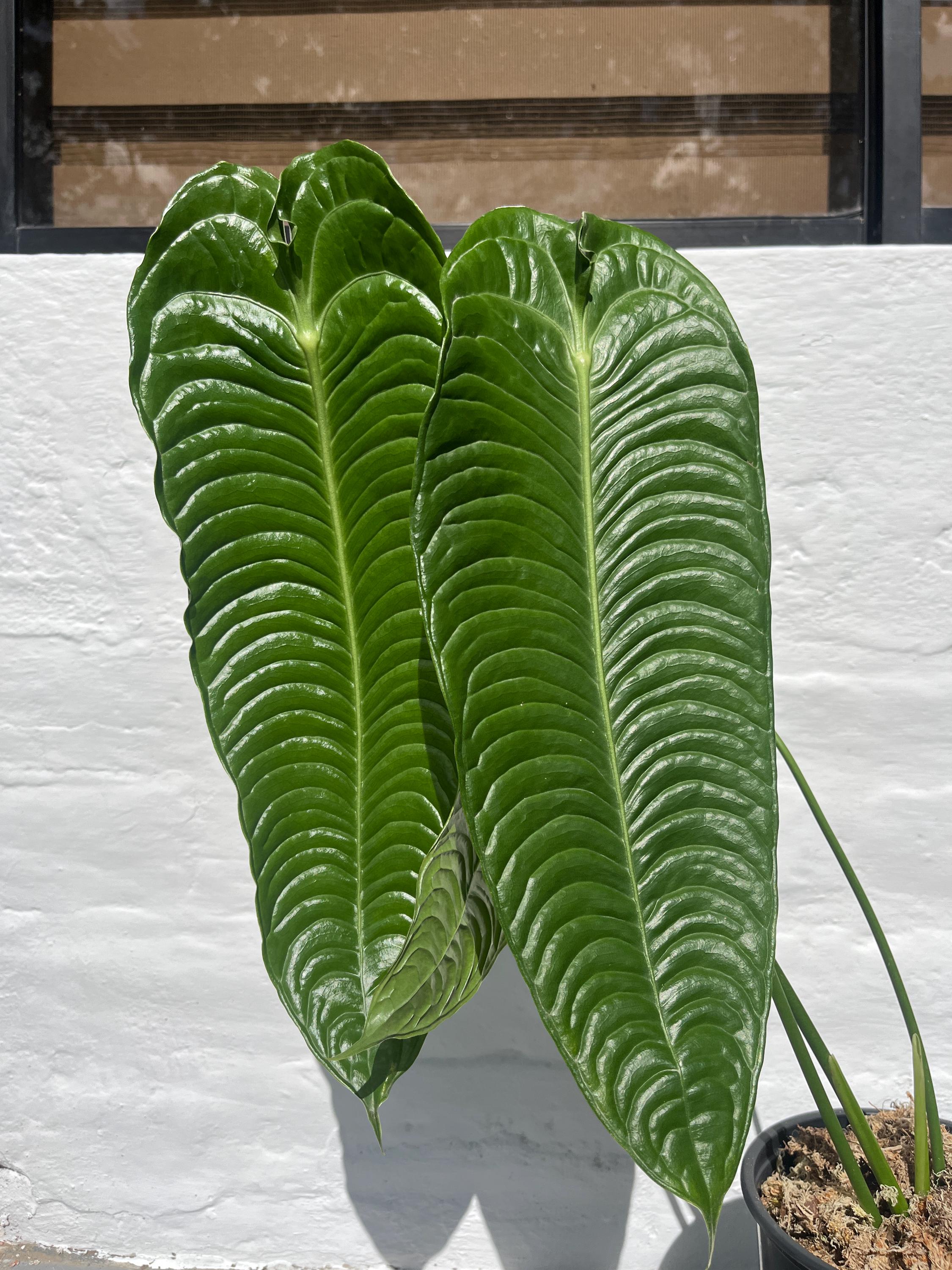 Anthurium Warocqueanum Dark Form - Etsy