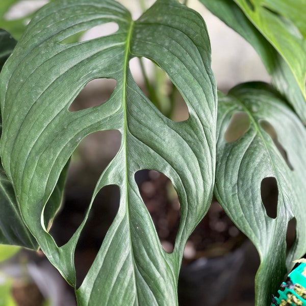 Monstera  Cf Obliqua "Redondo" Cutting - Rare Aroid