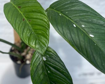 Monstera Tacanaensis - Extreemly Rare - Etsy