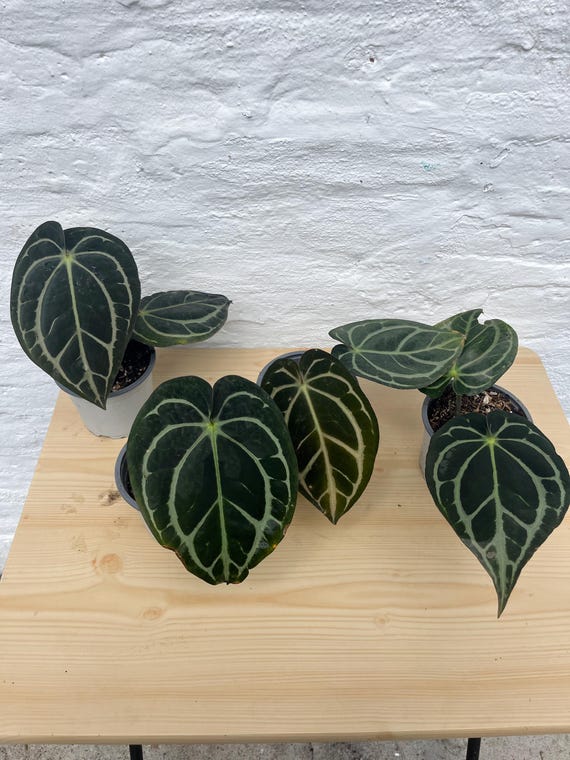 Anthurium Carlablackiae - Etsy Anthurium Carlablackiae - Etsy