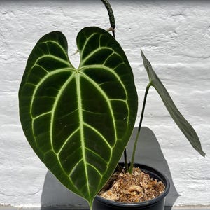Anthurium Carlablackiae X Papillilaminum - Etsy