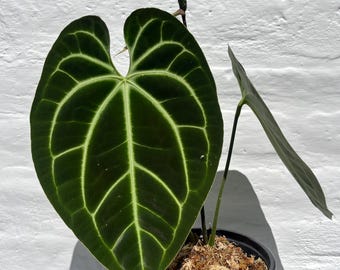 Anthurium besseae aff