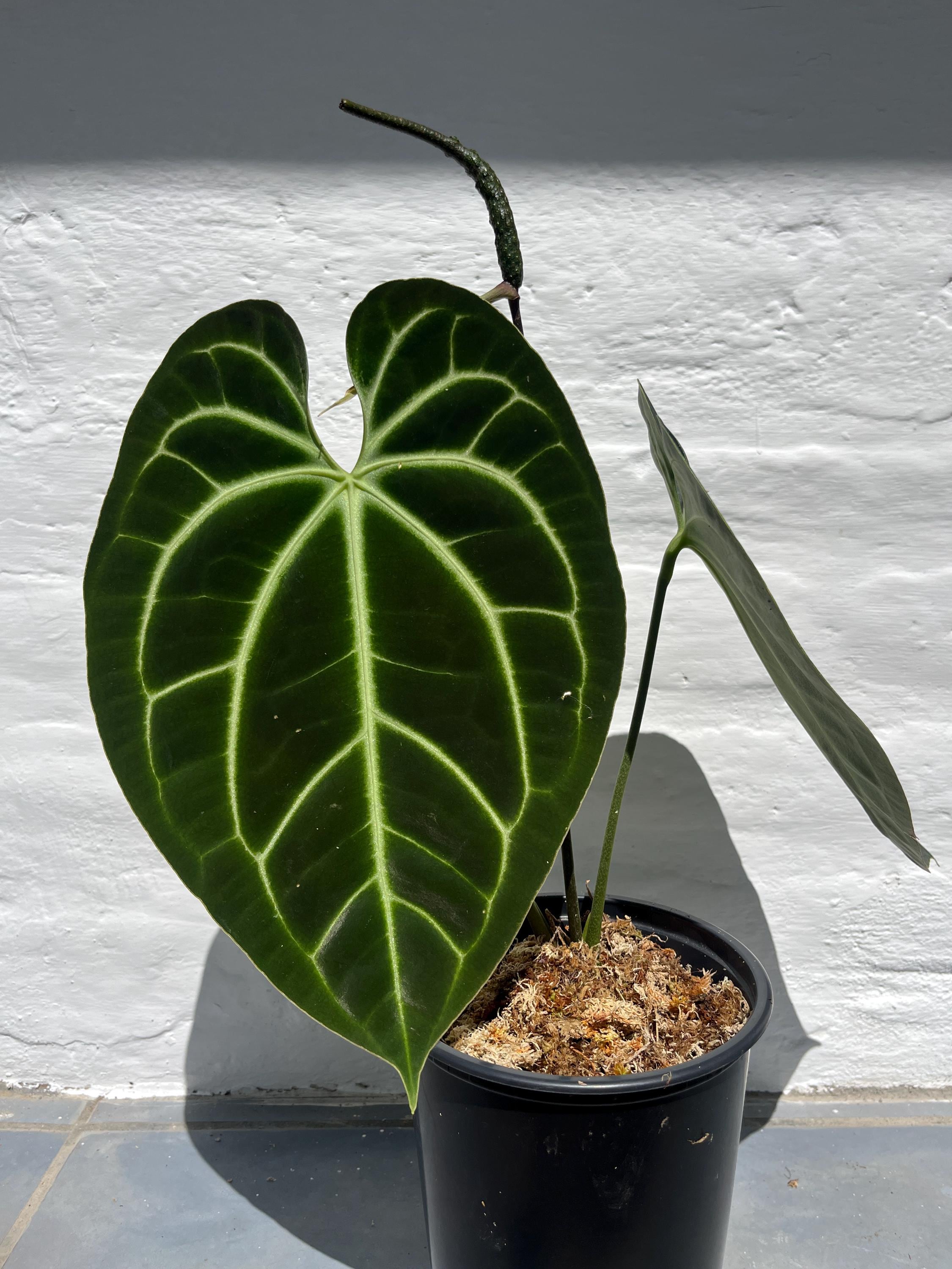 Anthurium Carlablackiae X Papillilaminum - Etsy