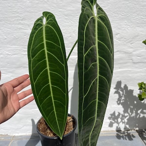 Anthurium warocqueanum large