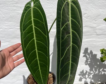 agave margaritae Agave margaritae main image 1