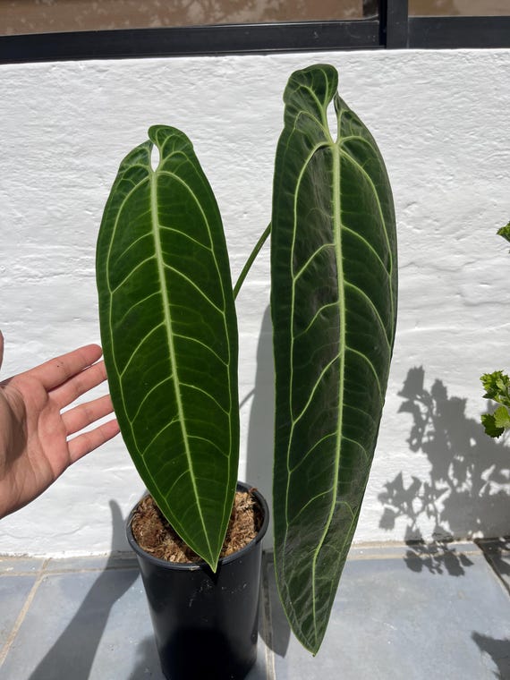 Anthurium Warocqueanum Large - Etsy