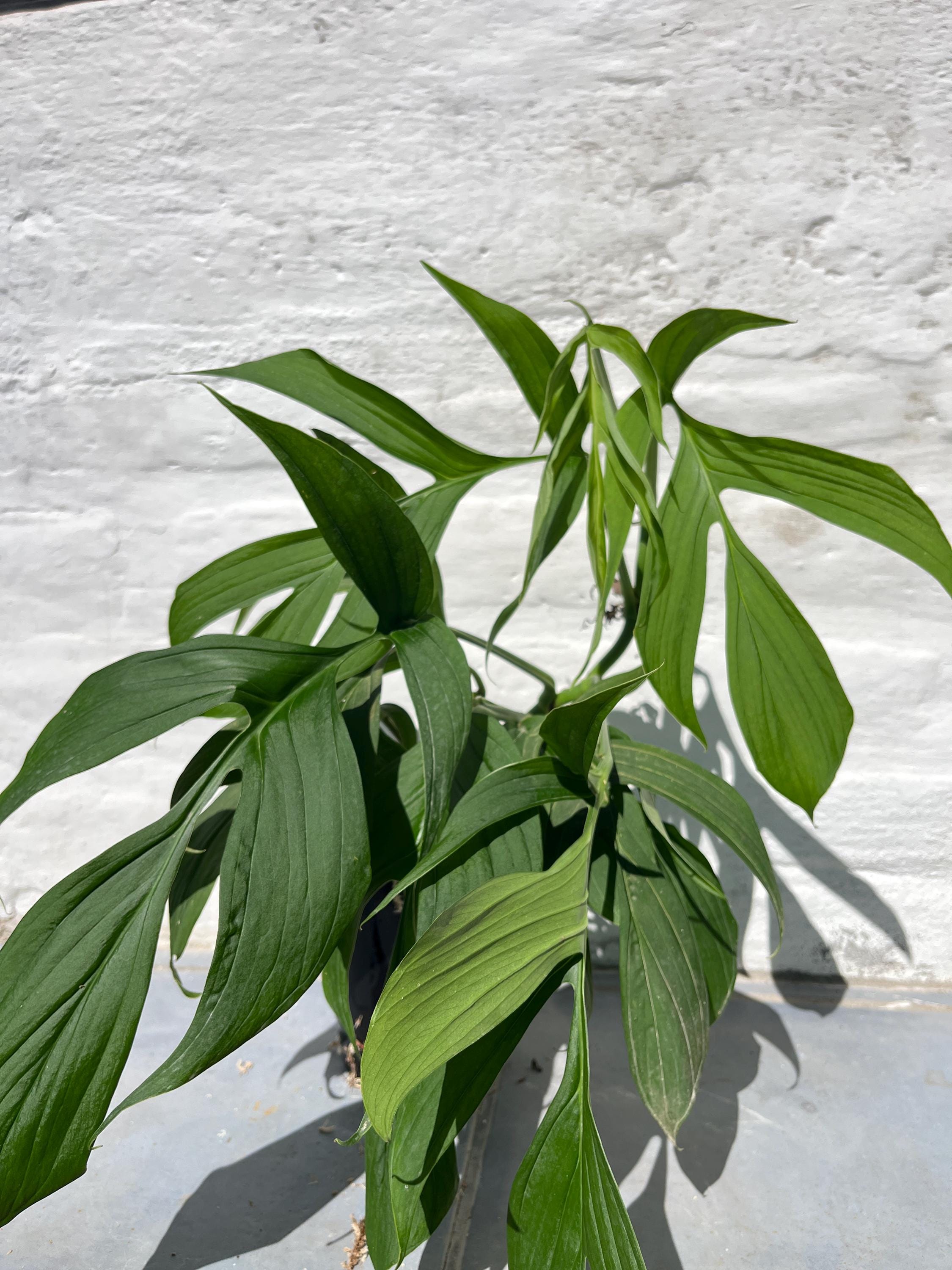 Monstera Obliqua Filamentous - Etsy