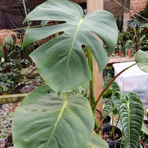 Unniiae Monstera - Etsy