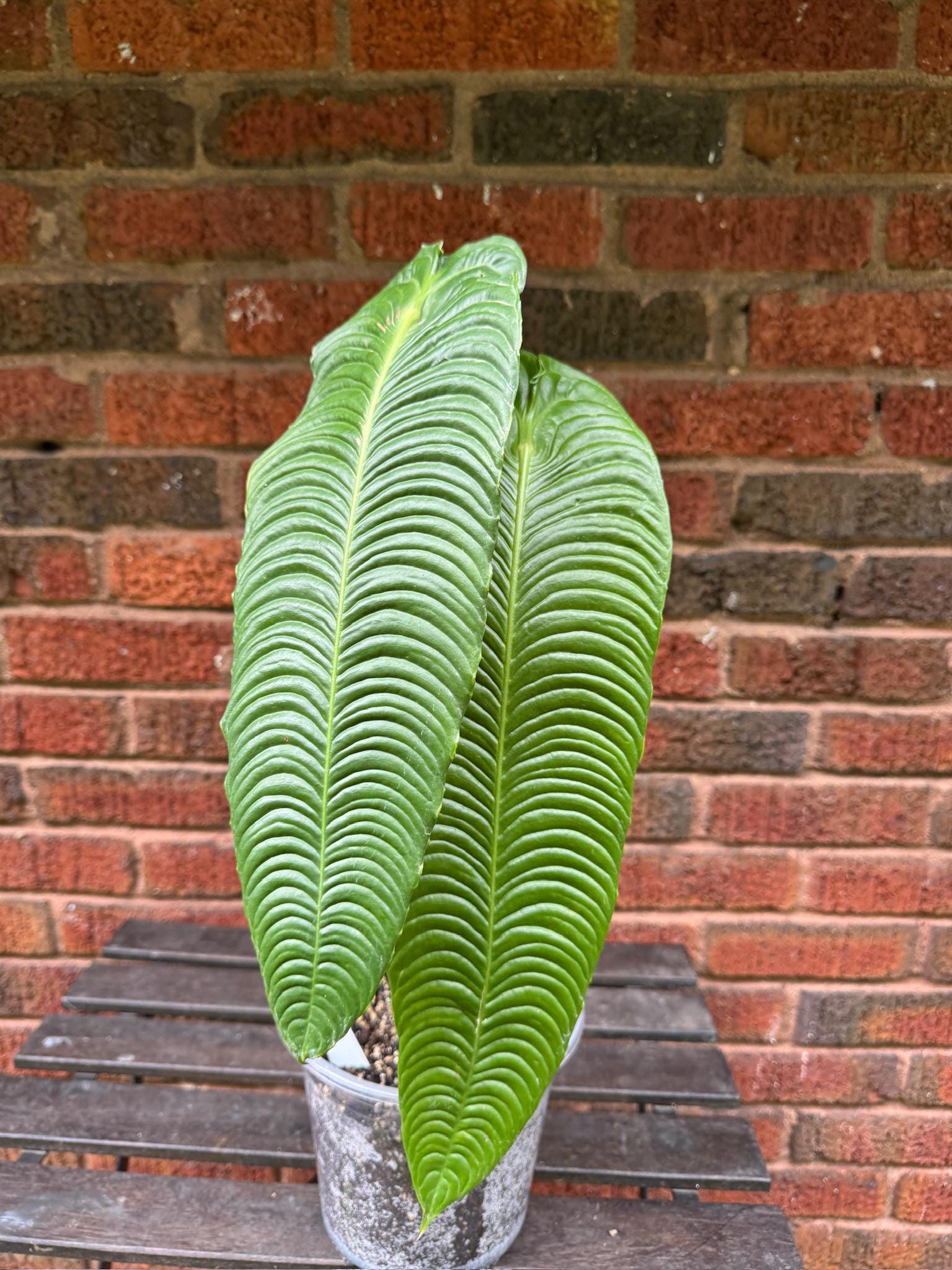 Anthurium Veitchii Super Narrow - Etsy