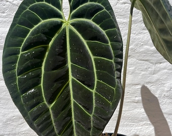 N*様 Anthurium.Antolakii × carlablackiae Anthurium antolakii (previously BVEP) x carlablackiae