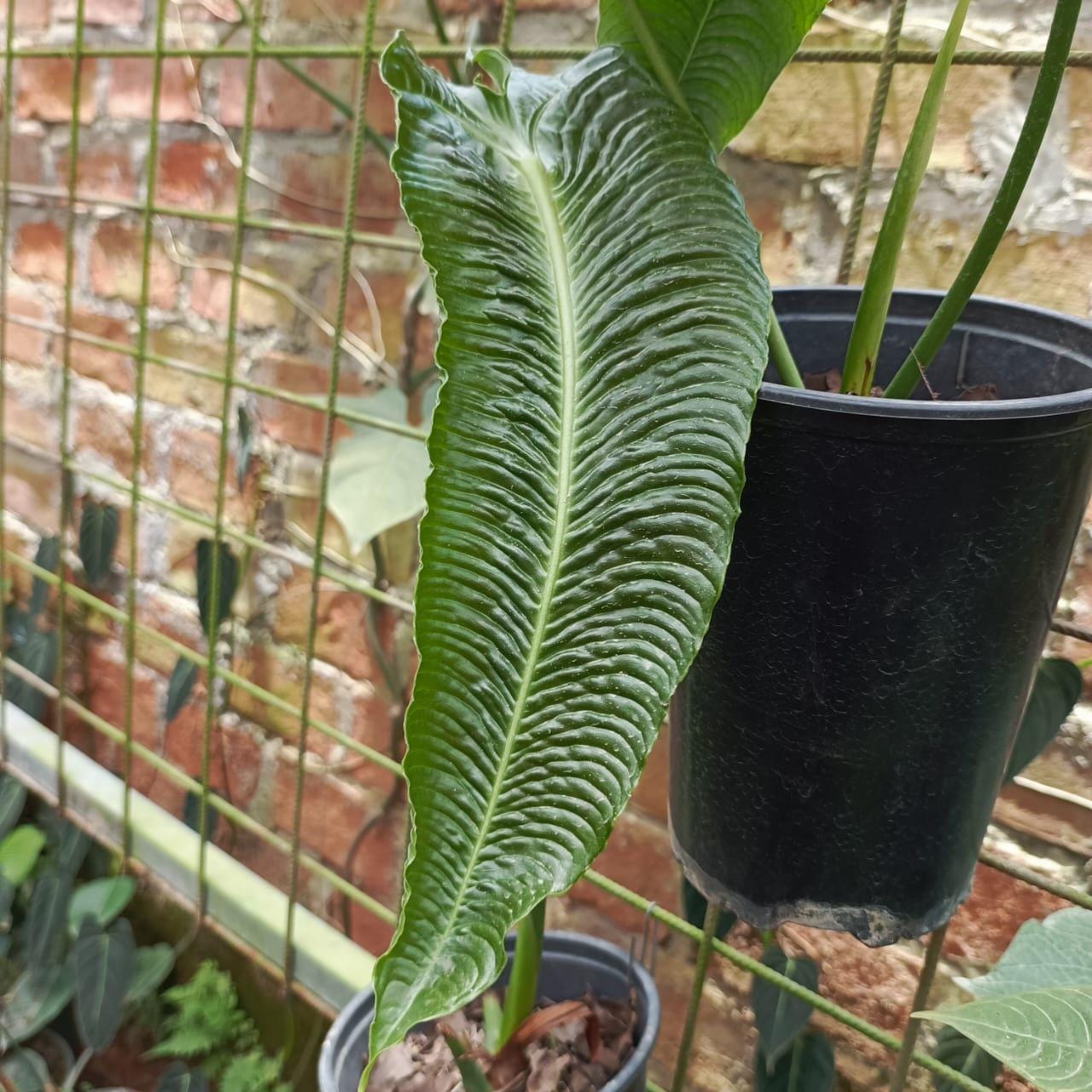 Anthurium Veitchii Narrow - Etsy Anthurium Veitchii Narrow - Etsy