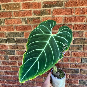 Anthurium Regale Mother Plant
