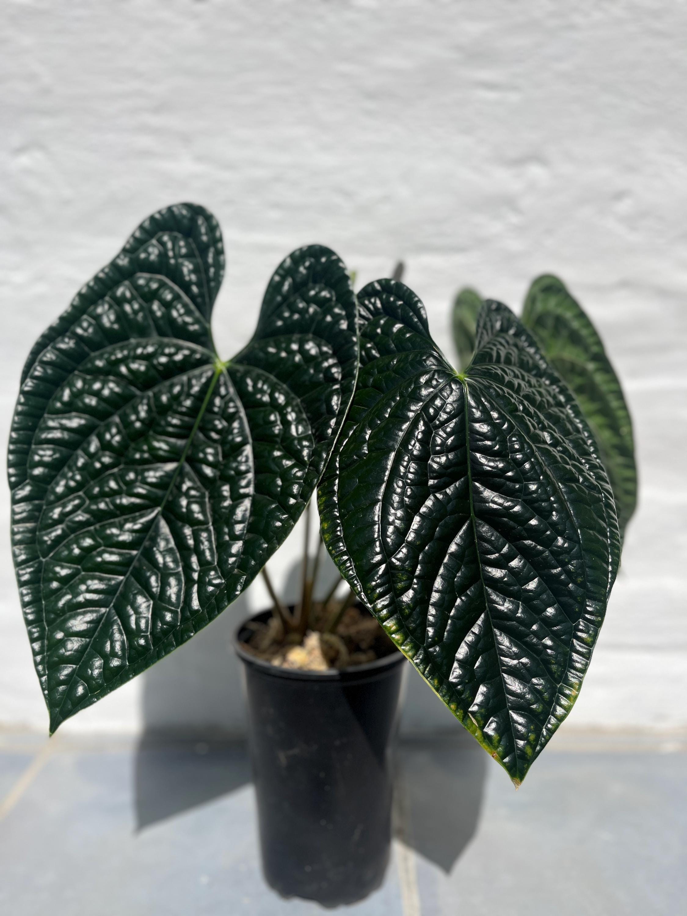 Anthurium Luxurians Dark Form Large - Etsy