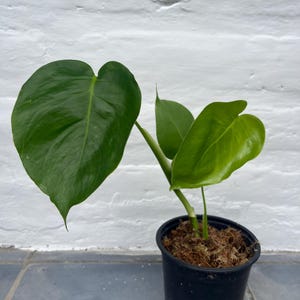 Unniiae Monstera - Etsy