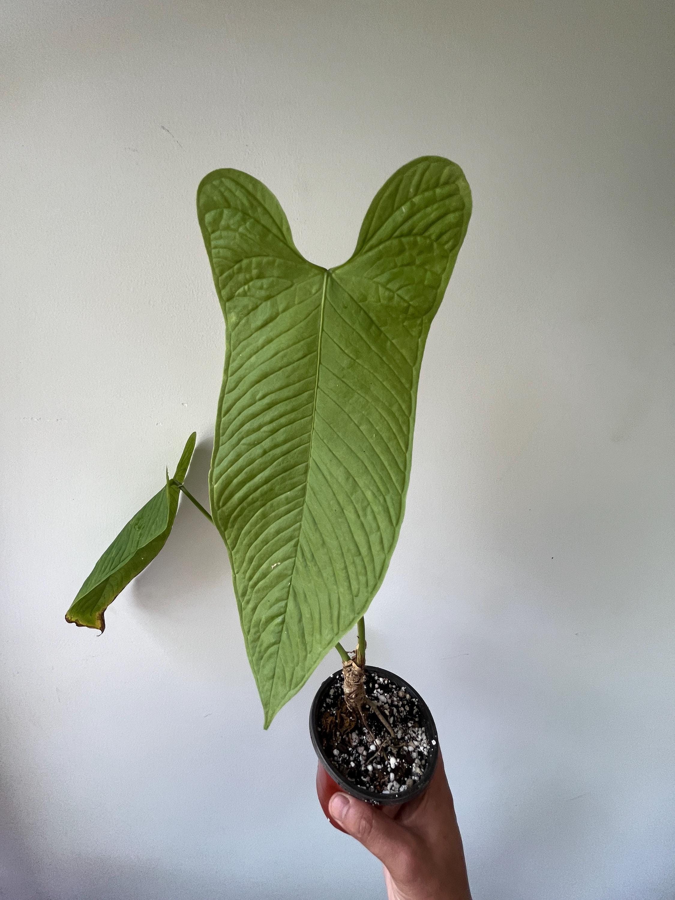 Anthurium Argyrostachyum Lita - Etsy