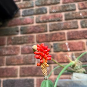 Anthurium Pallidiflorum Seeds – Fresh Batch (~30)