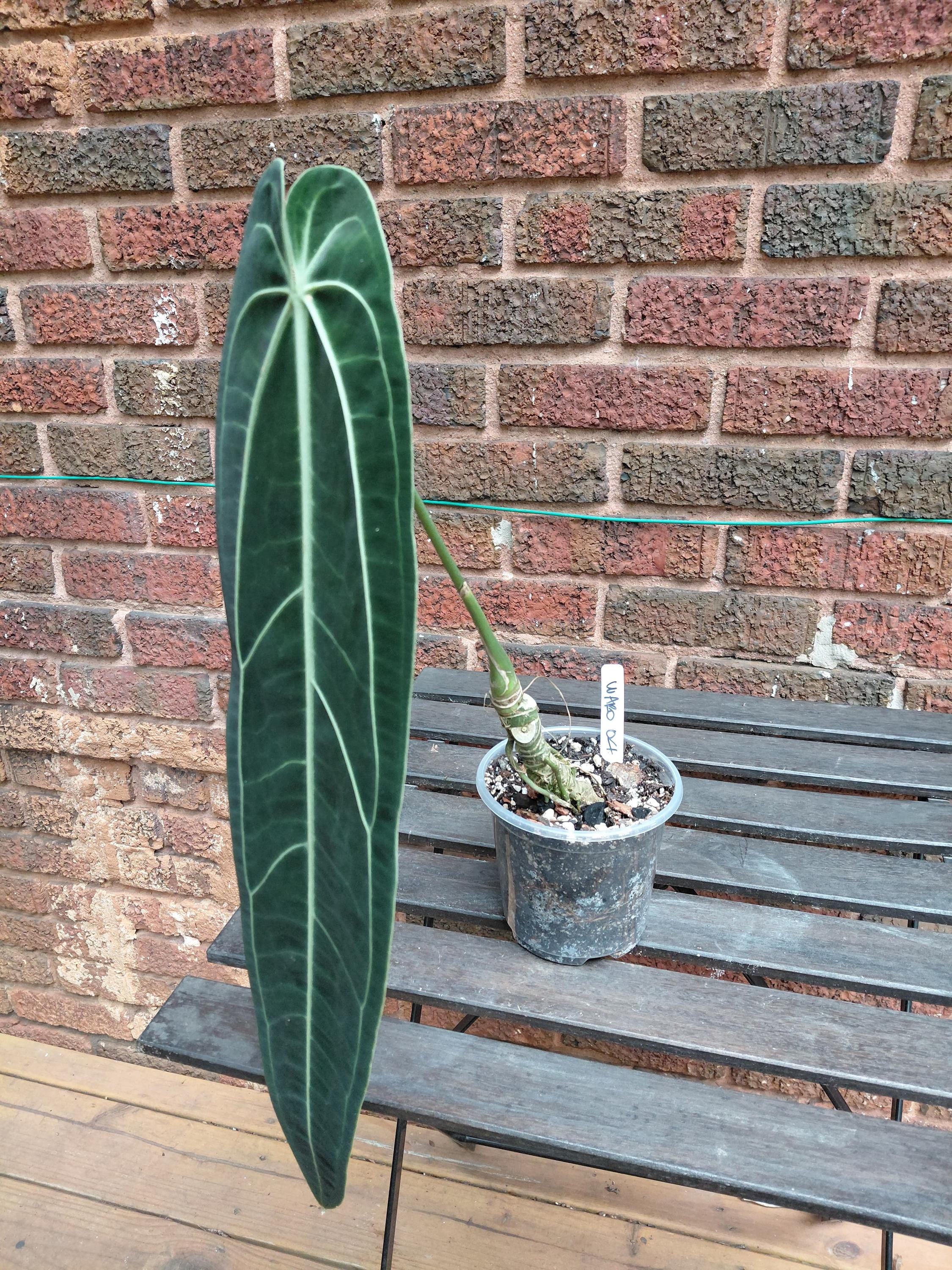 Anthurium Warocqueanum Large - Etsy