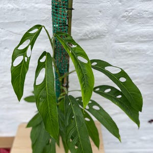 Monstera Obliqua Tiwintza - Etsy
