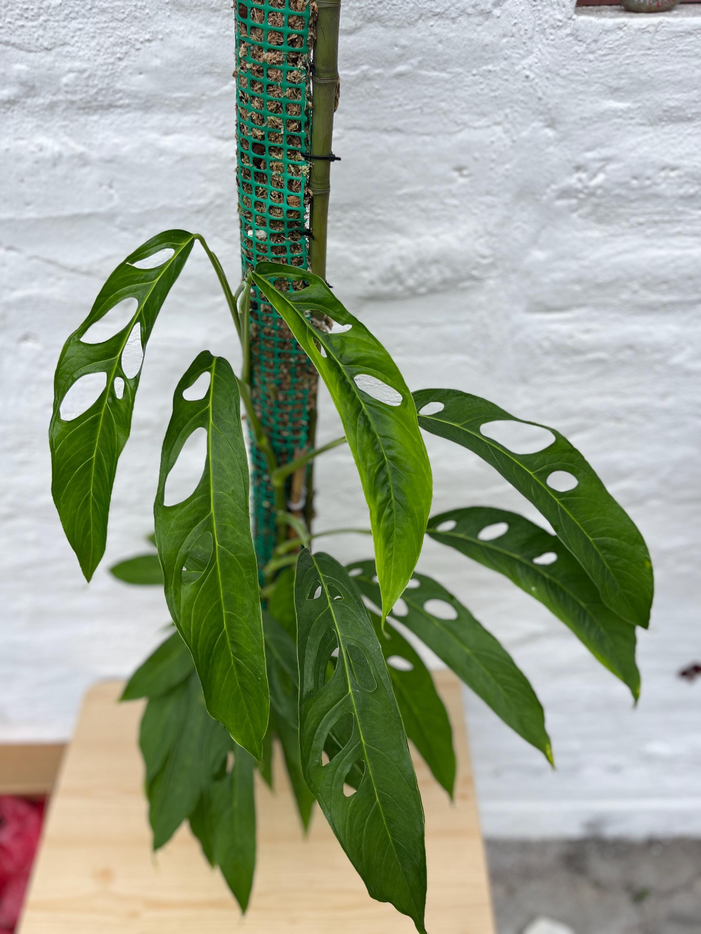 Monstera cf obliqua collected in Yasuni モンステラ・オブリクア