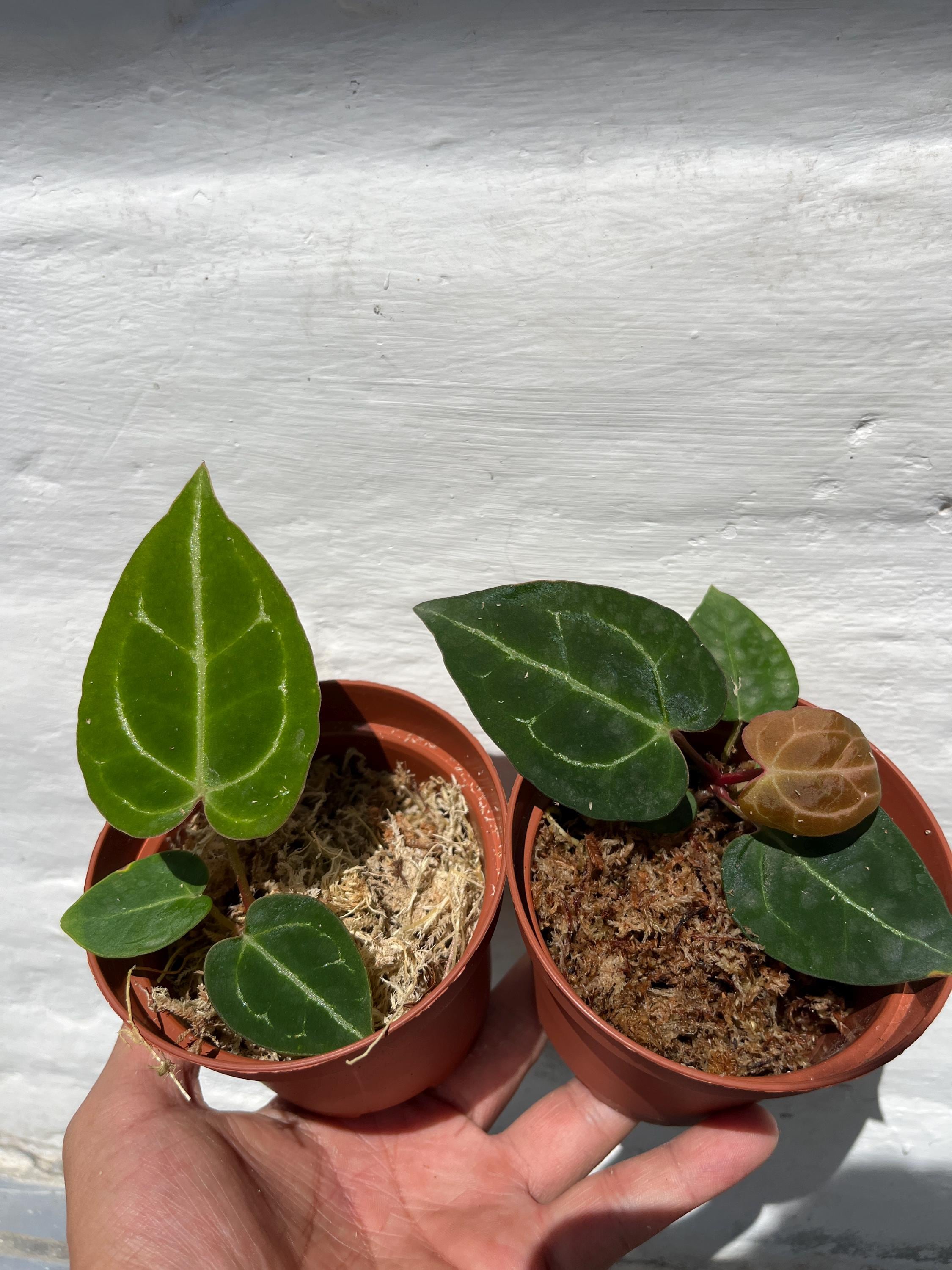 Anthurium Kunayalense - Etsy