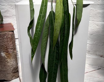 Anthurium pallidiflorum  big
