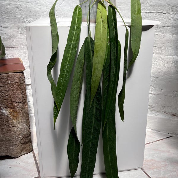 Anthurium pallidiflorum  big