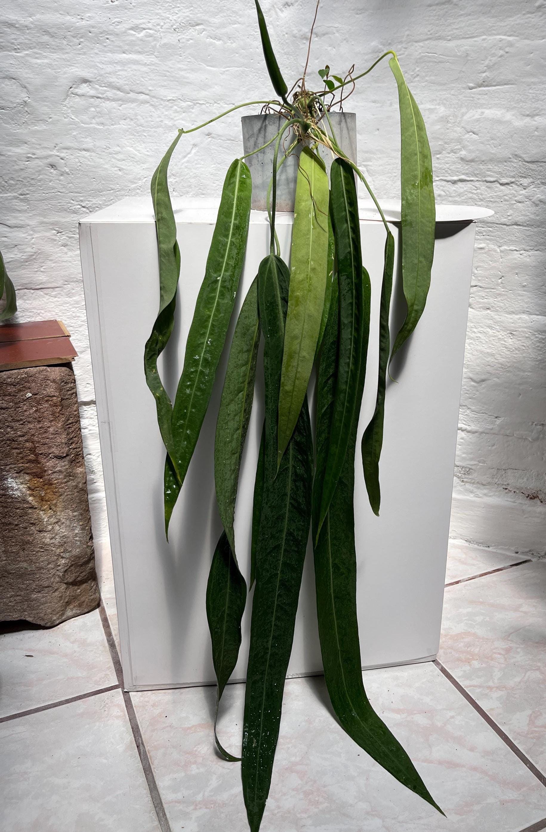 indoor plant dracaena Large Dracaena Marginata | Pafe Plants