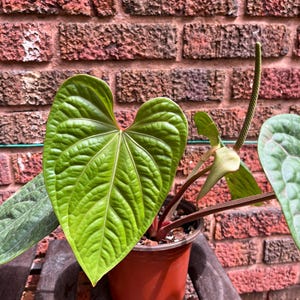 Anthurium Luxurians x Anthurium Villenaorum