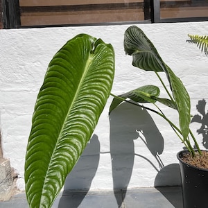 Anthurium veitchii super narrow