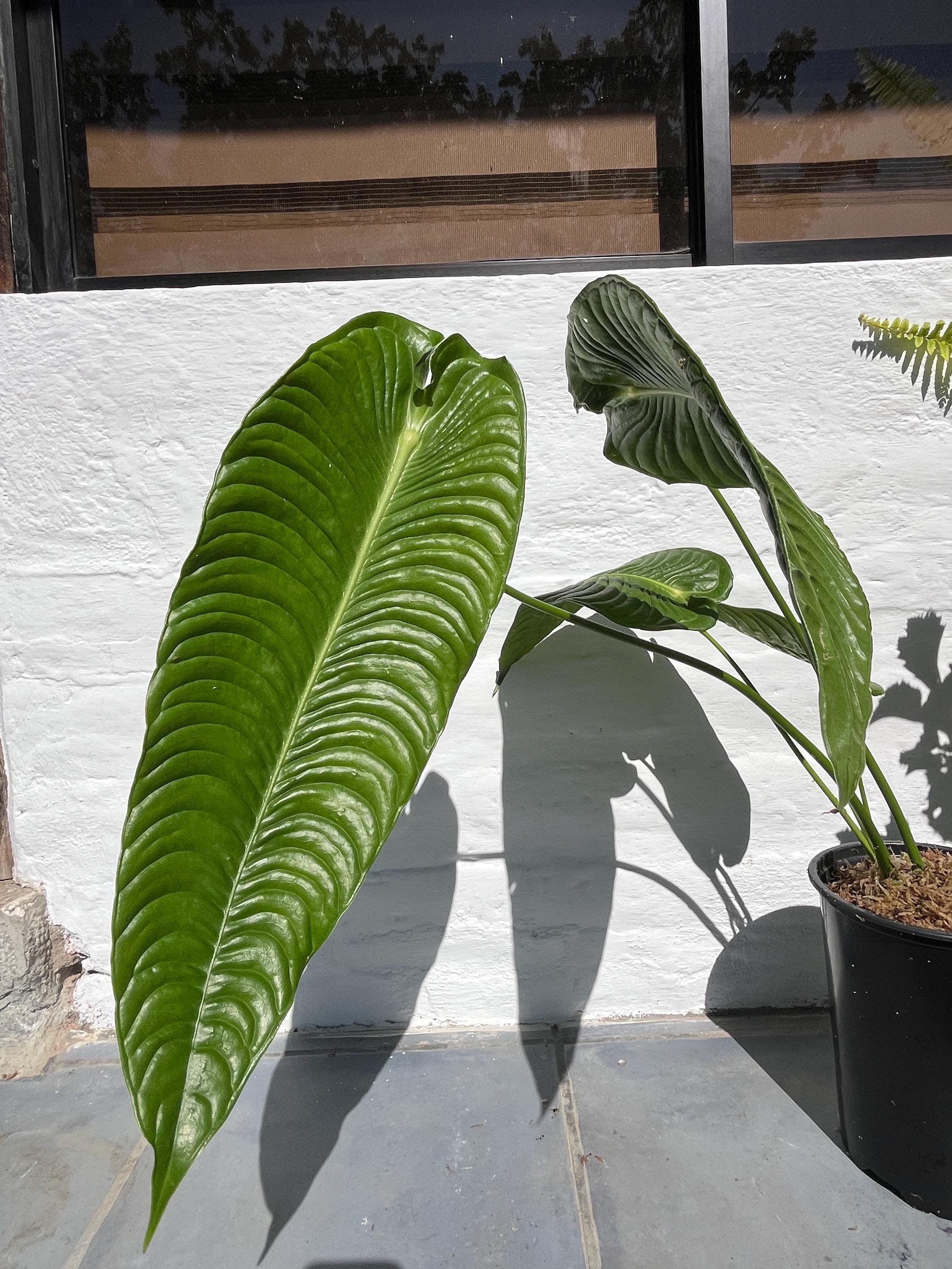 Anthurium Veitchii Super Narrow - Etsy
